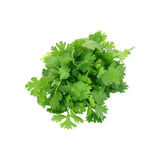 Coriandre - القزبر