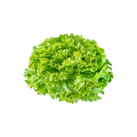 Frisée verte